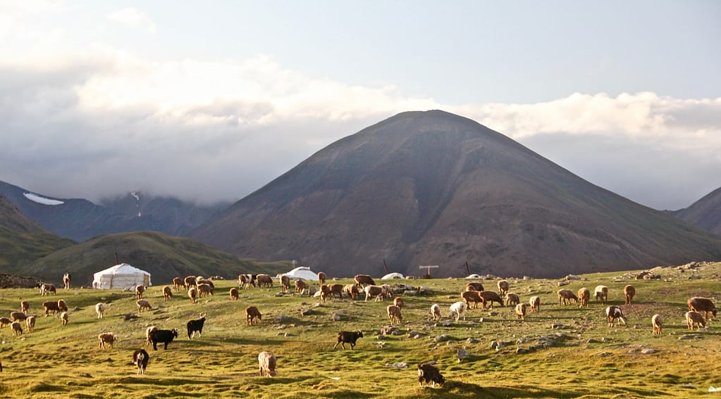 Blue economy helping Mongolia's herders