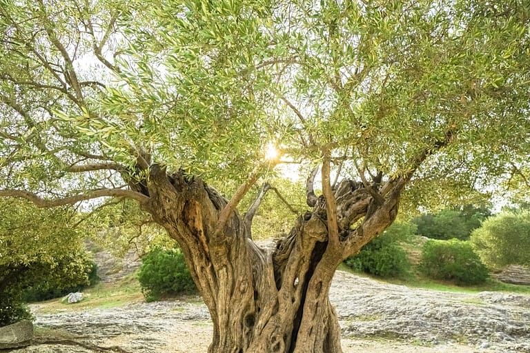 Fueled from a blessed olive tree from neither east nor west